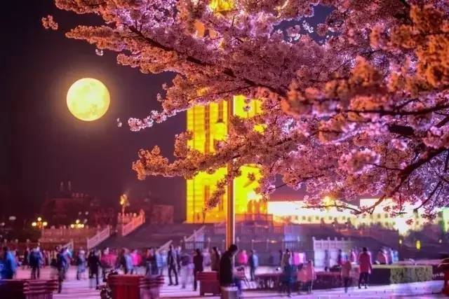 音乐老师的兔子又大又白 相关产品