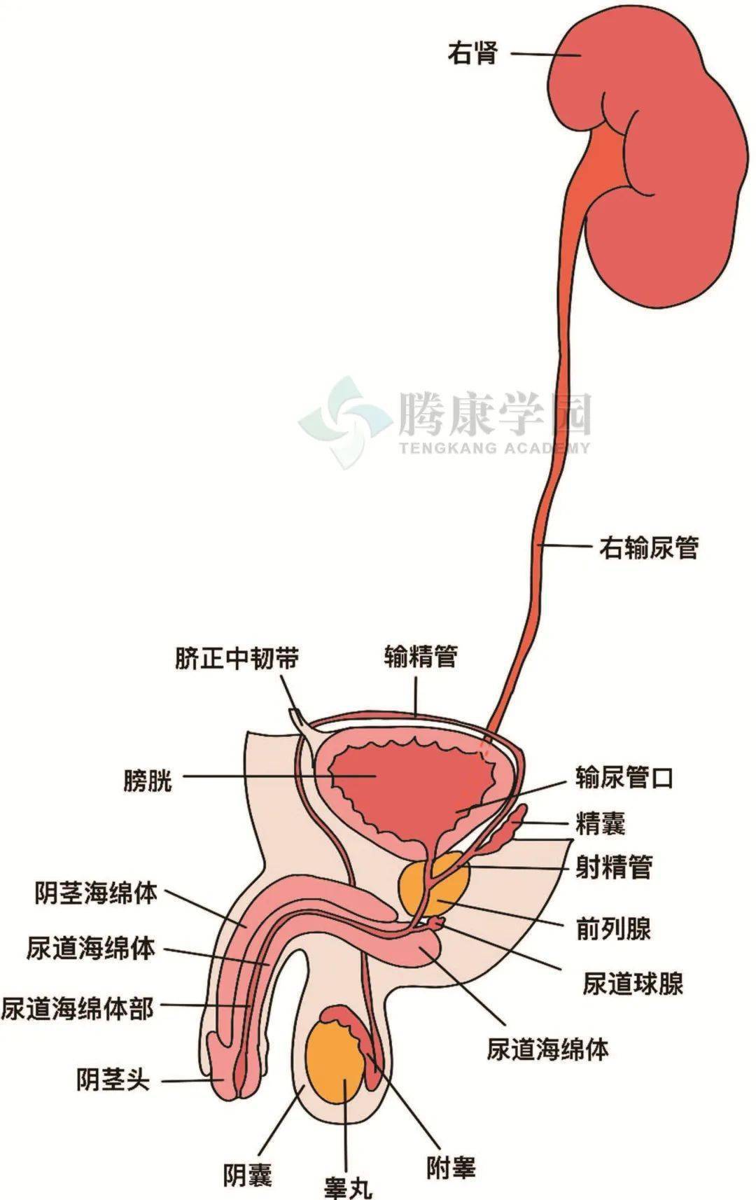 好色先生APP污下载站长推荐 视频截图