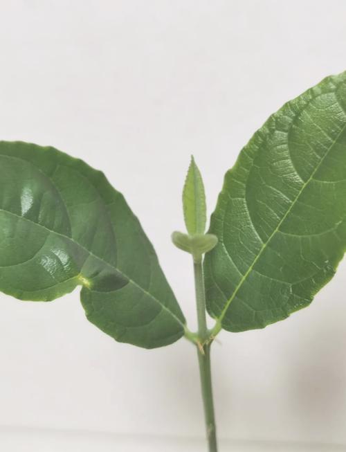 麻花视频3.2.2 相关产品