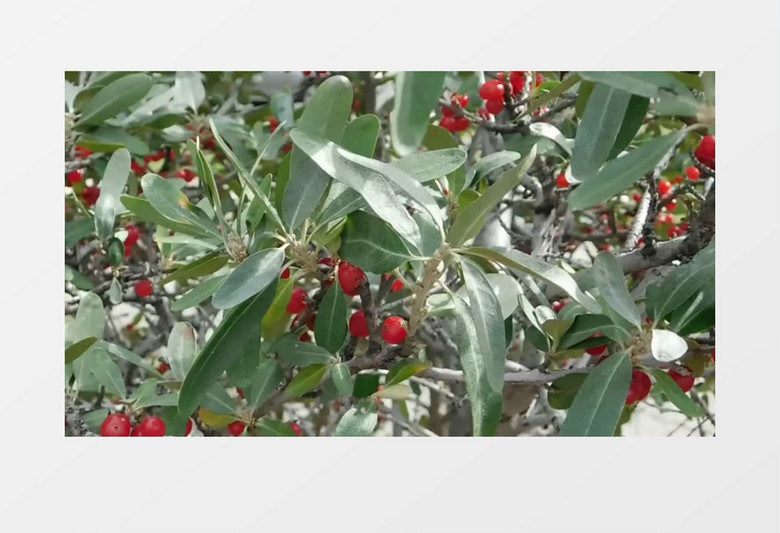 西西人体艺木 且往往缺乏论证过程 产品主图