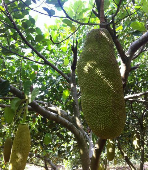 就是阿朱啊胴体的秘密 相关产品
