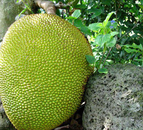 山东省昱茶茶业有限公司 招标 相关产品