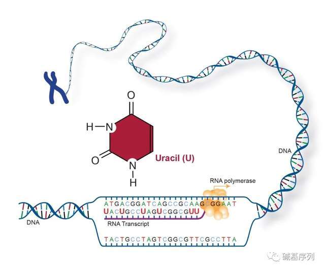 偷孩恶灵 相关产品