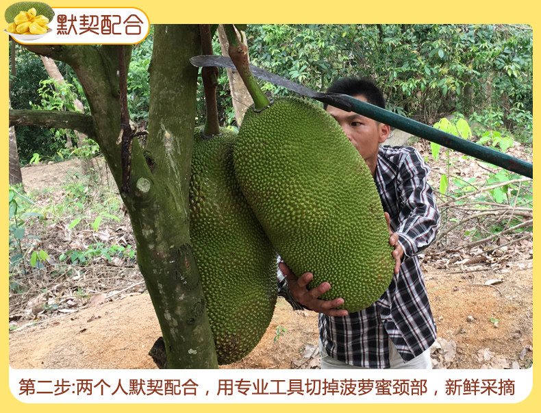 腿张大一点吃扇贝 推荐产品