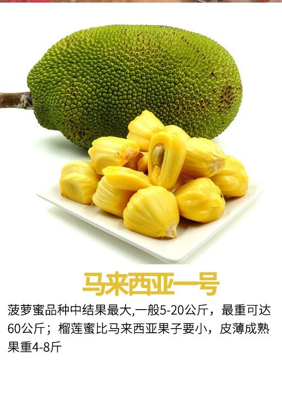 拉大车的小马 相关产品