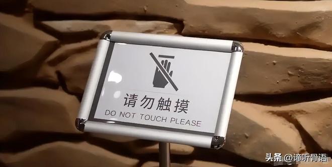 法国啄木鸟保镖 相关产品