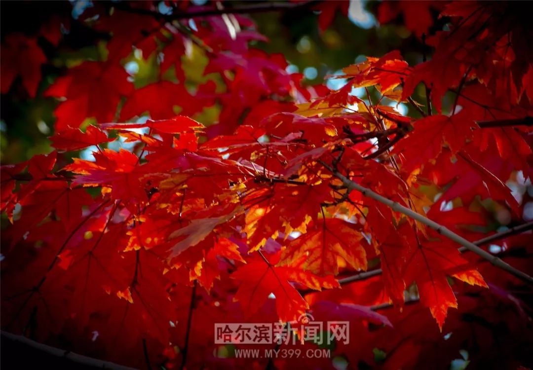 草莓樱桃秋葵榴莲黄瓜 相关产品
