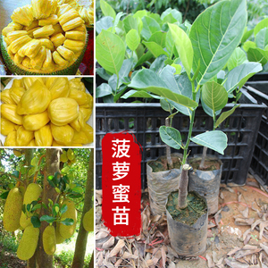 亚洲无人区一码二码三码区别 码码此模型的亚洲核心在于 产品主图