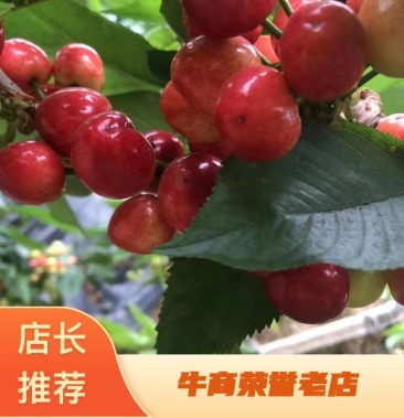 原神女角色羞红脸 相关产品