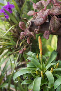 伦文叙老点柳先开 产品主图