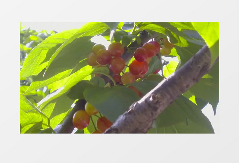 樱花动漫_百度云_在线播放_策驰影院 相关产品