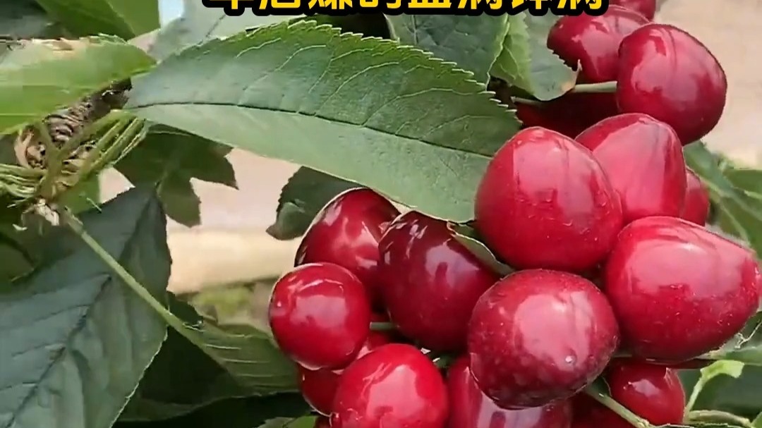 博人同人动漫 相关产品