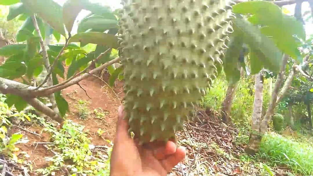 嗄困困狗 相关产品