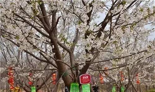 僵尸叔叔 相关产品