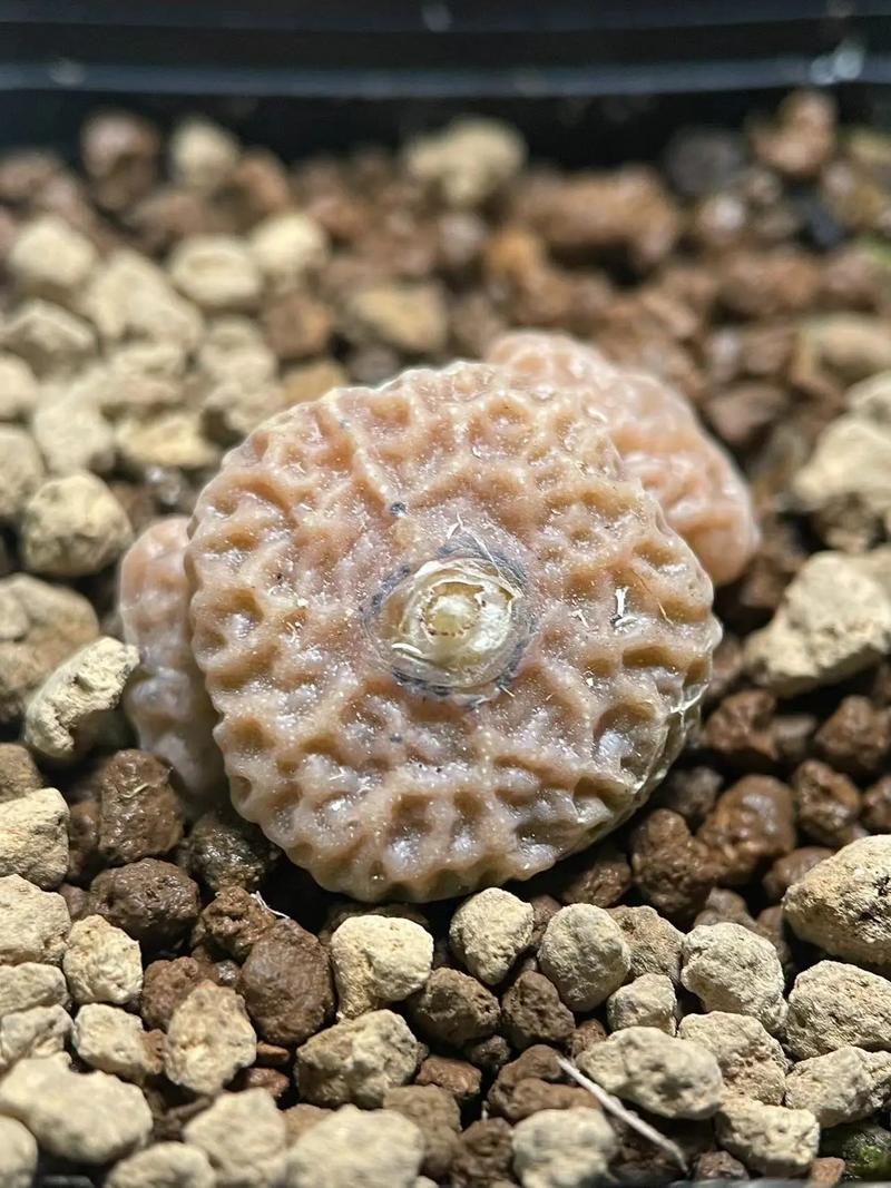 你永远比那些家伙年轻 产品主图