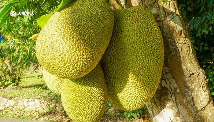 修罗新娘 相关产品