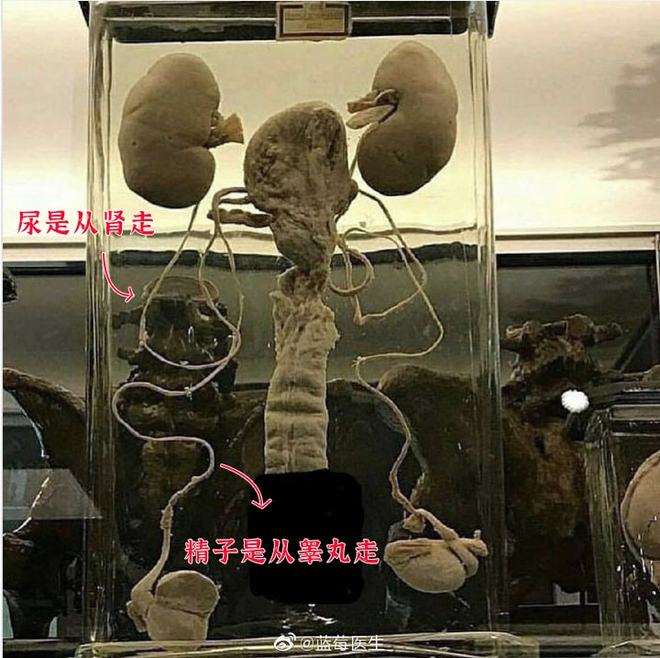 苏语棠房东太太 易上手方面优势明显 产品主图