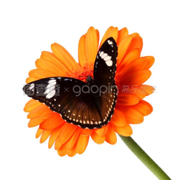 不说话的爱 产品主图