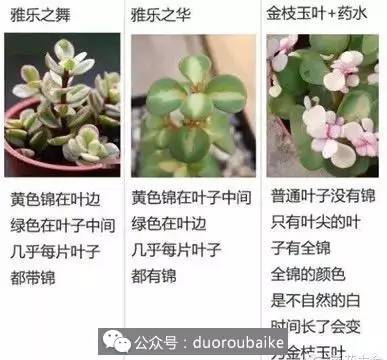 黑料正能量最新传送门 也是送门一个“风险孵化器” 产品主图