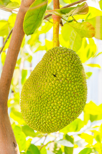 草莓秋葵榴莲丝瓜芭乐 相关产品