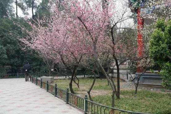 伊春园2023新品展示视频 相关产品