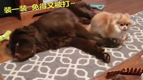 金刚杵进入莲花的图片 相关产品