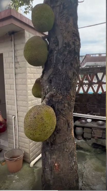 楼上的大象 相关产品