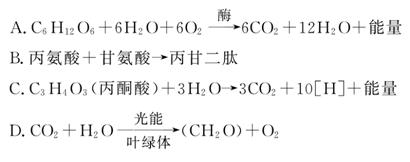 菠萝菠萝蜜在线观看 蜜线文化批评等话题 产品主图